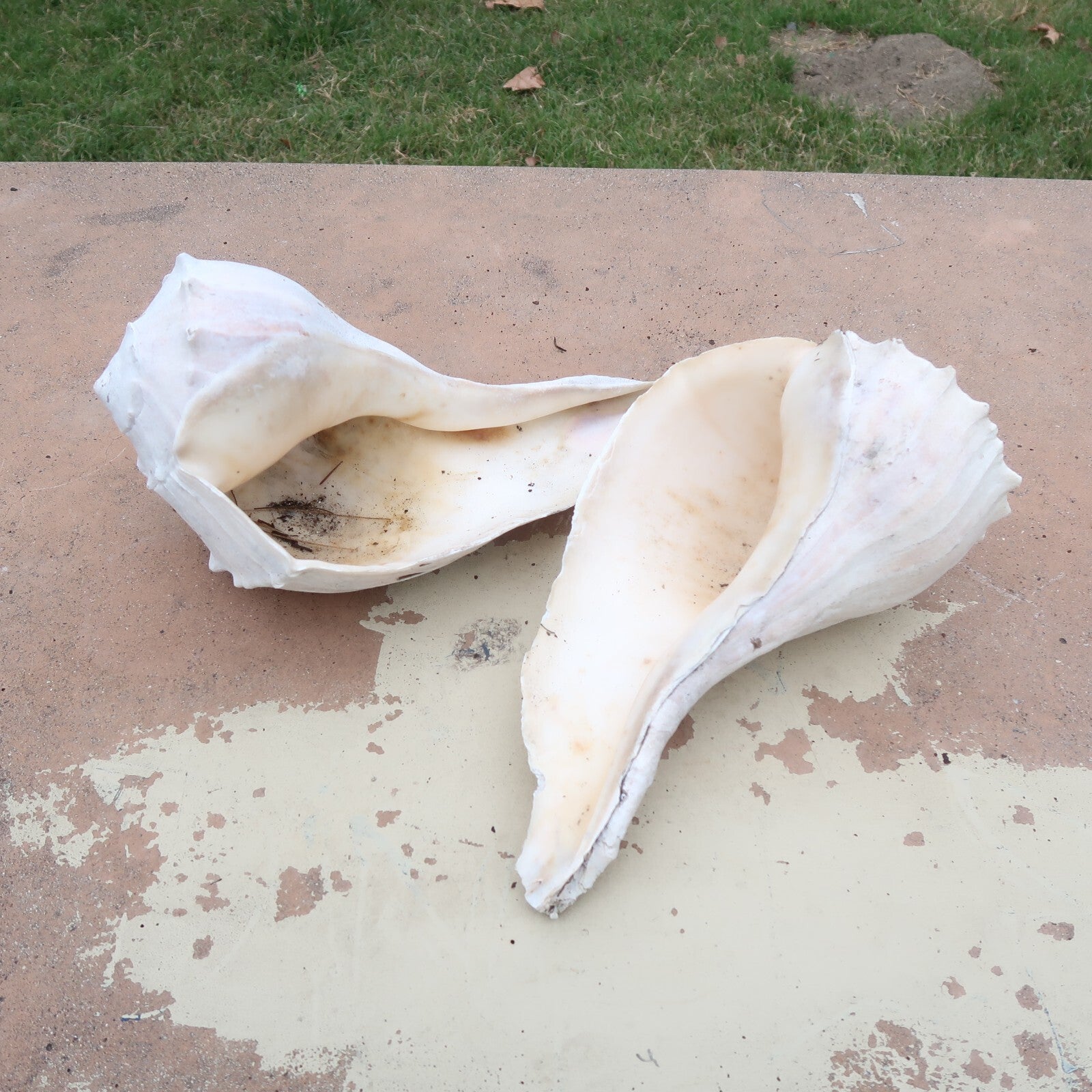 Set of 2 Conch Sea Shell Weathered Garden Decor 14" L