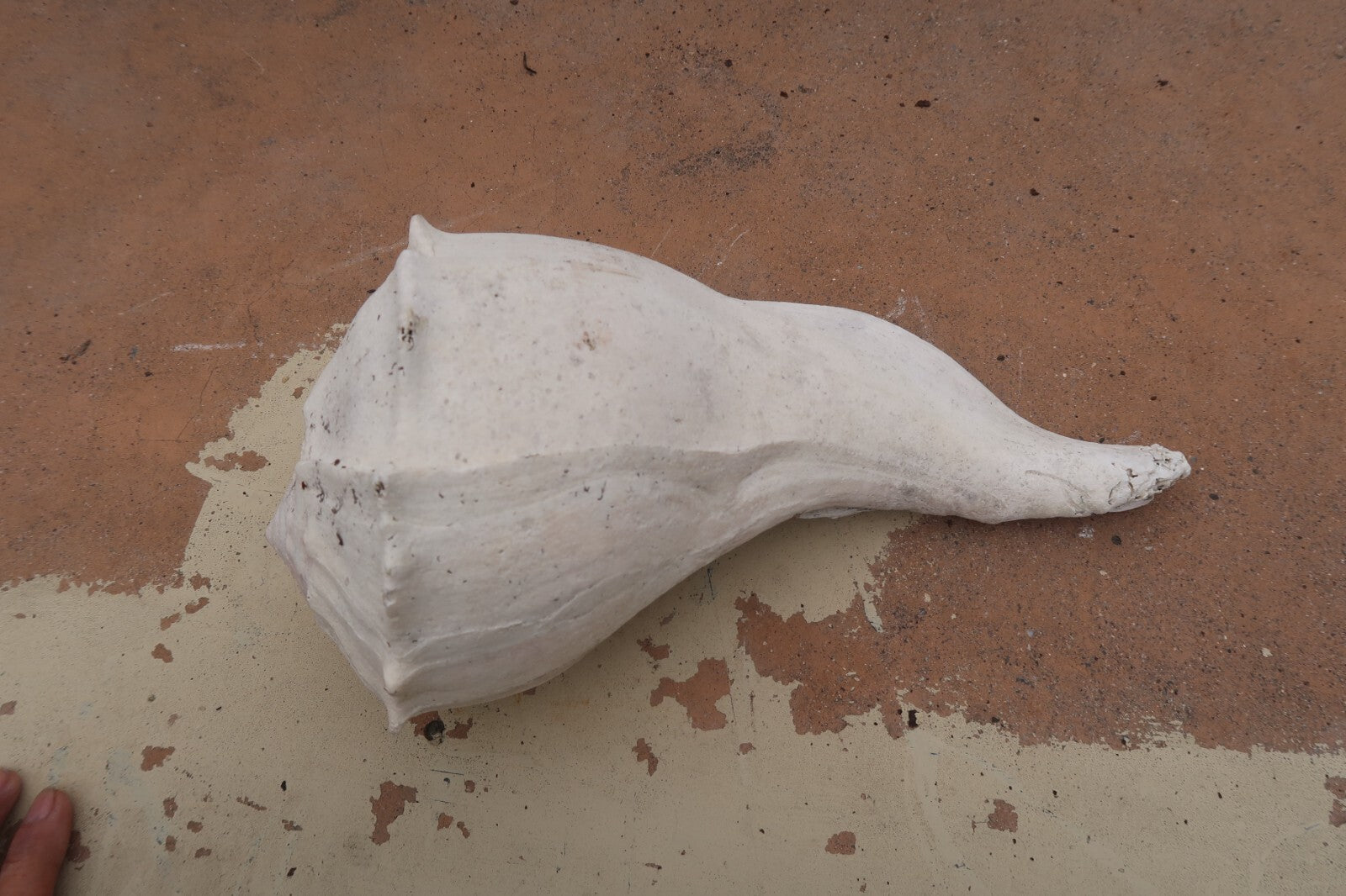 Set of 2 Conch Sea Shell Weathered Garden Decor 14" L