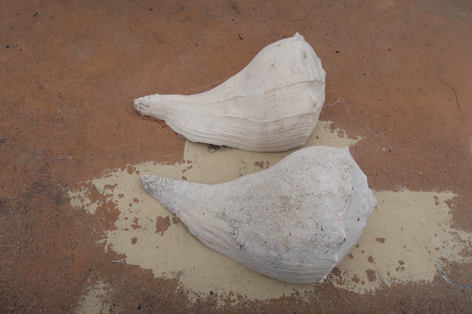 Set of 2 Conch Sea Shell Weathered Garden Decor 14" L