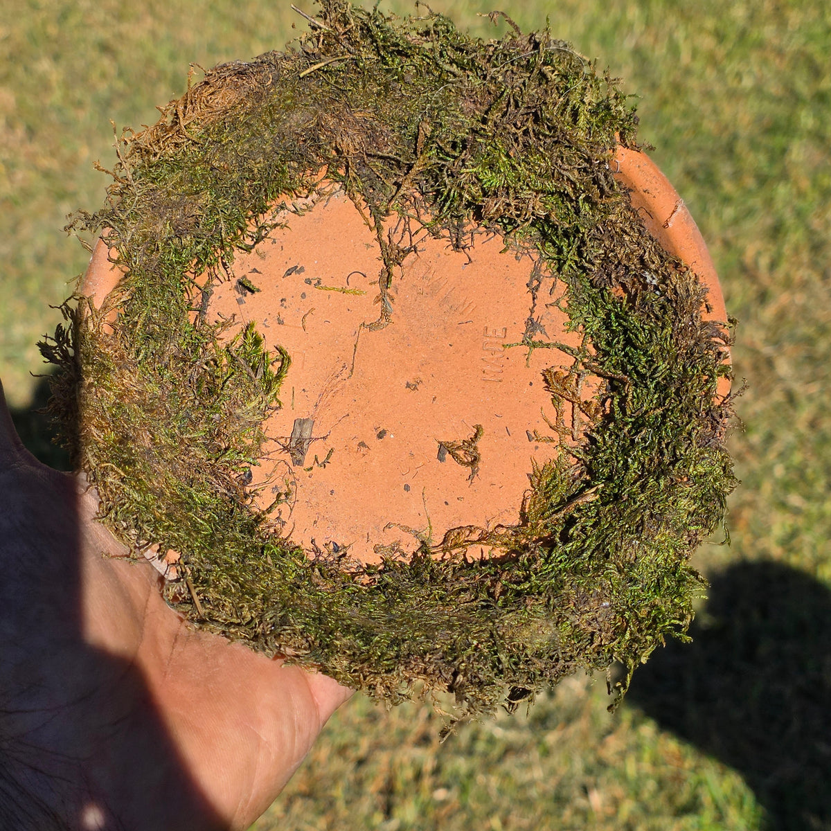 Set of 5 DeRoma Terracotta Saucer 6.25" Italy Moss Clay Planter Base Aged Vtg