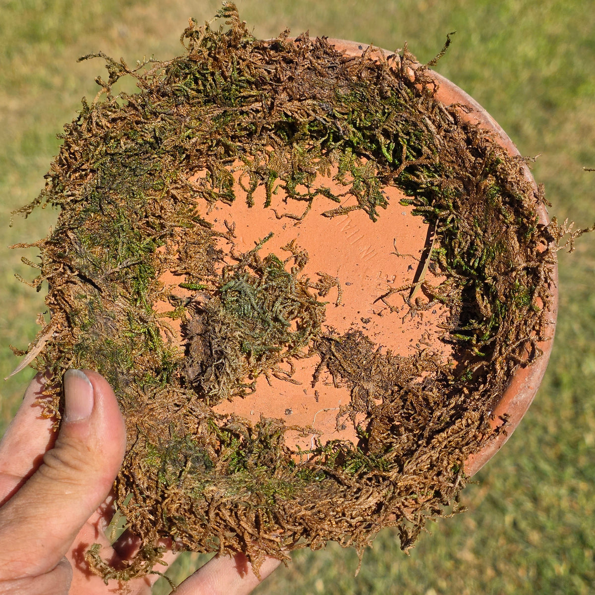 Set of 5 DeRoma Terracotta Saucer 6.25" Italy Moss Clay Planter Base Aged Vtg