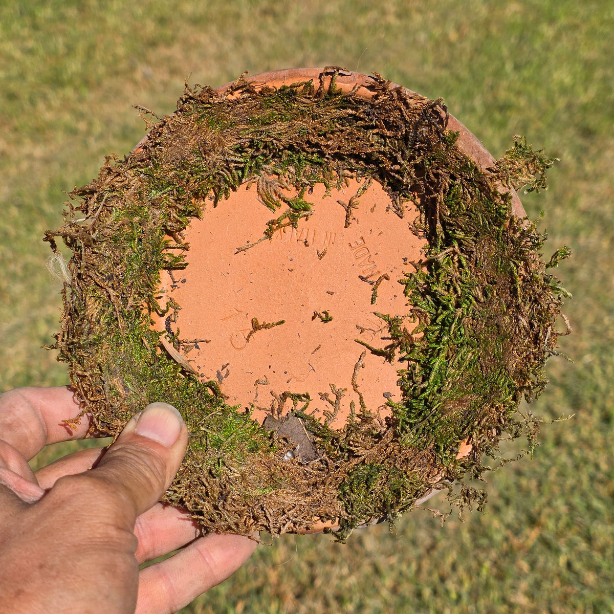 Set of 5 DeRoma Terracotta Saucer 6.25" Italy Moss Clay Planter Base Aged Vtg
