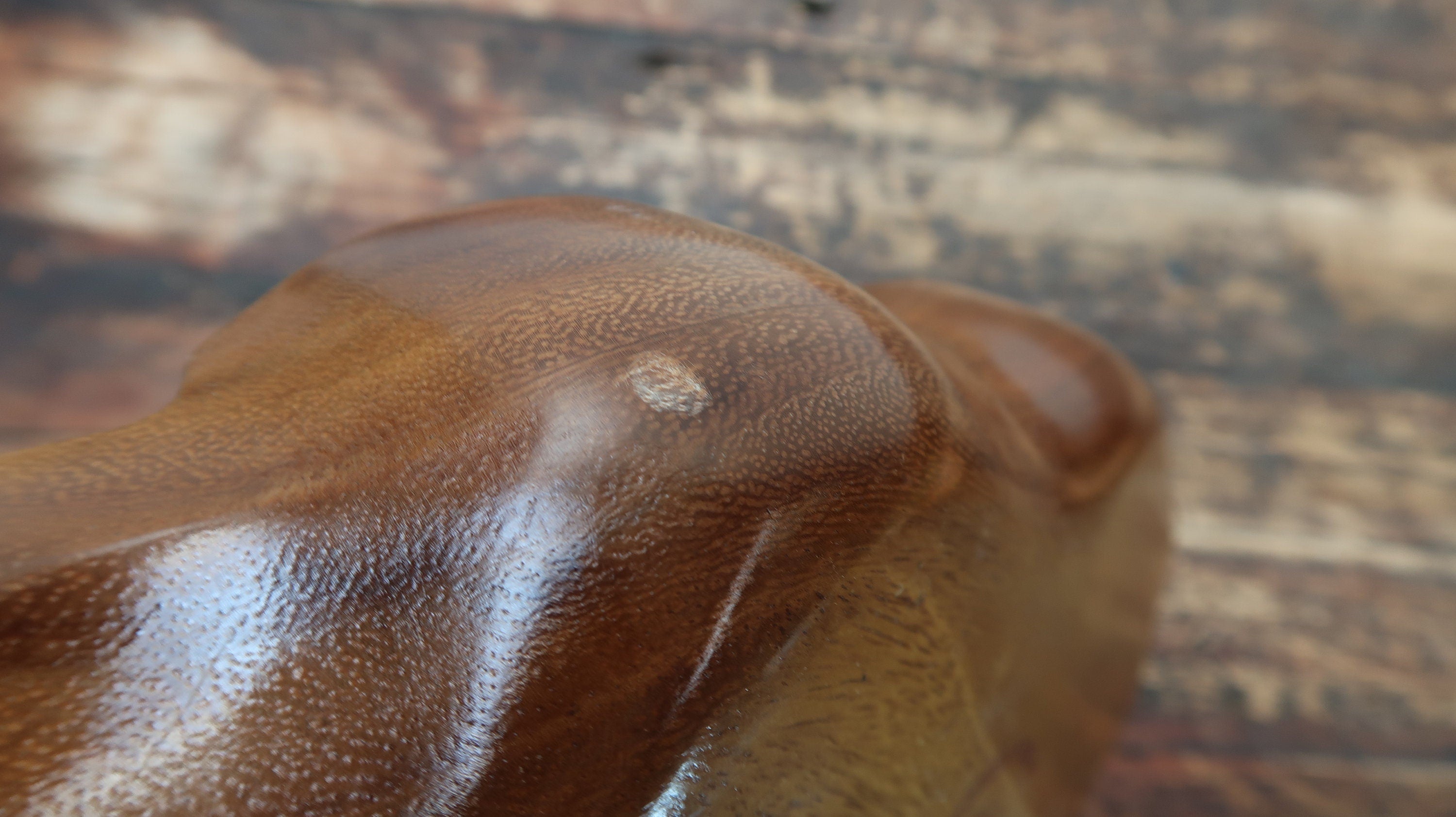 Vintage Woodcraft Hawaii Made By Hawaiians Monkey Pod Wood Bowl 12.5" x 7" x H 2.25"