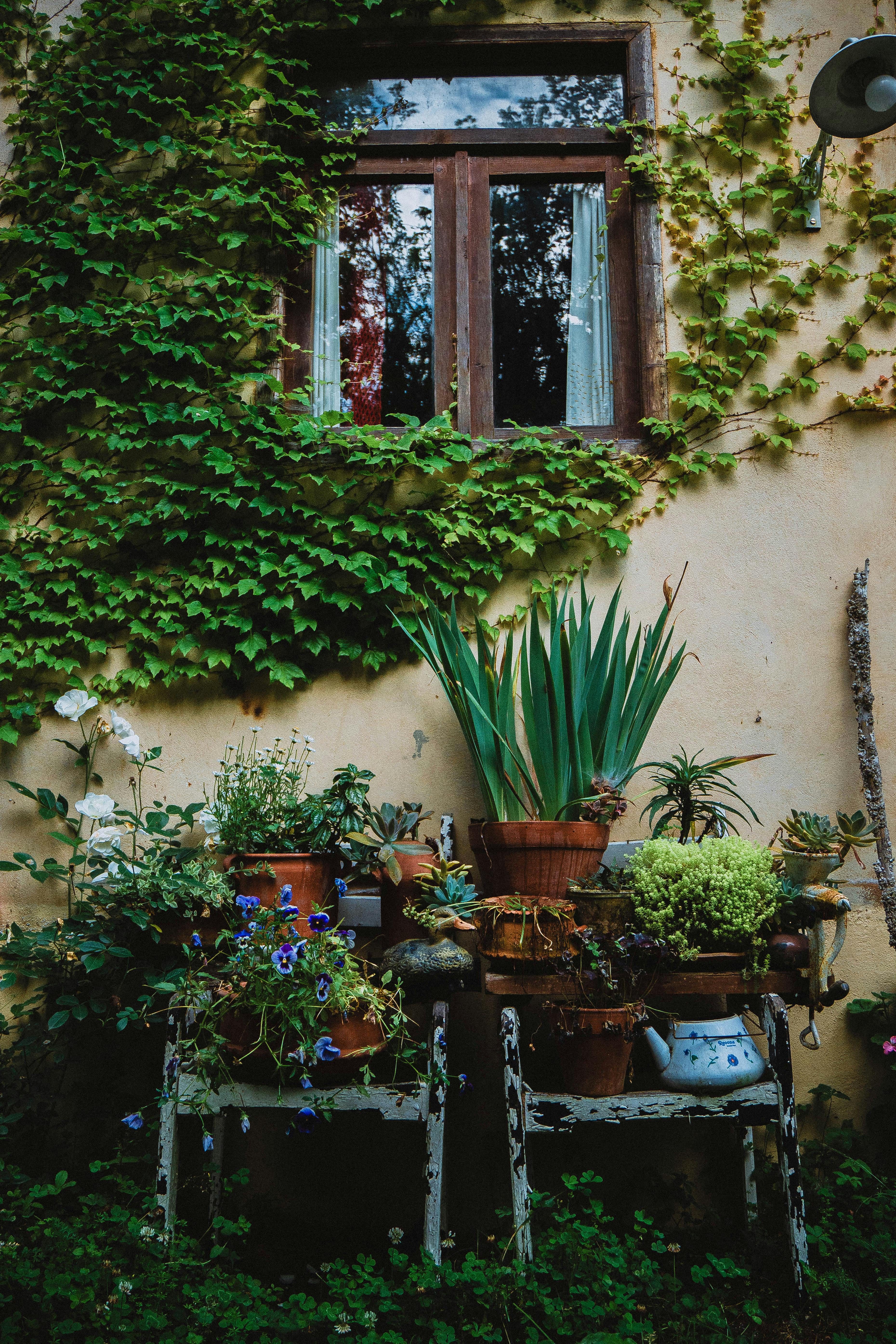 Plant & Garden