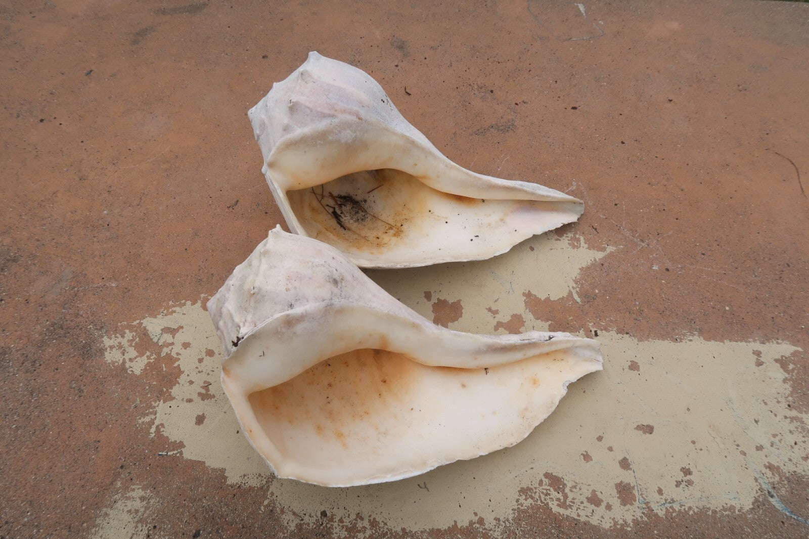 Set of 2  Conch Sea Shell Weathered Garden Decor 14" L