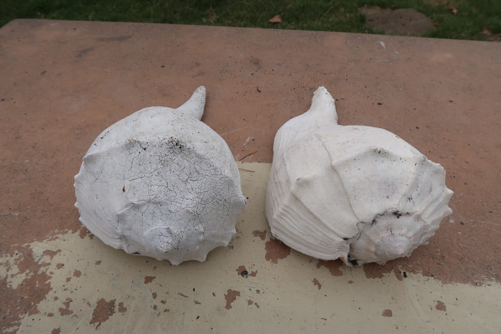 Set of 2  Conch Sea Shell Weathered Garden Decor 14" L