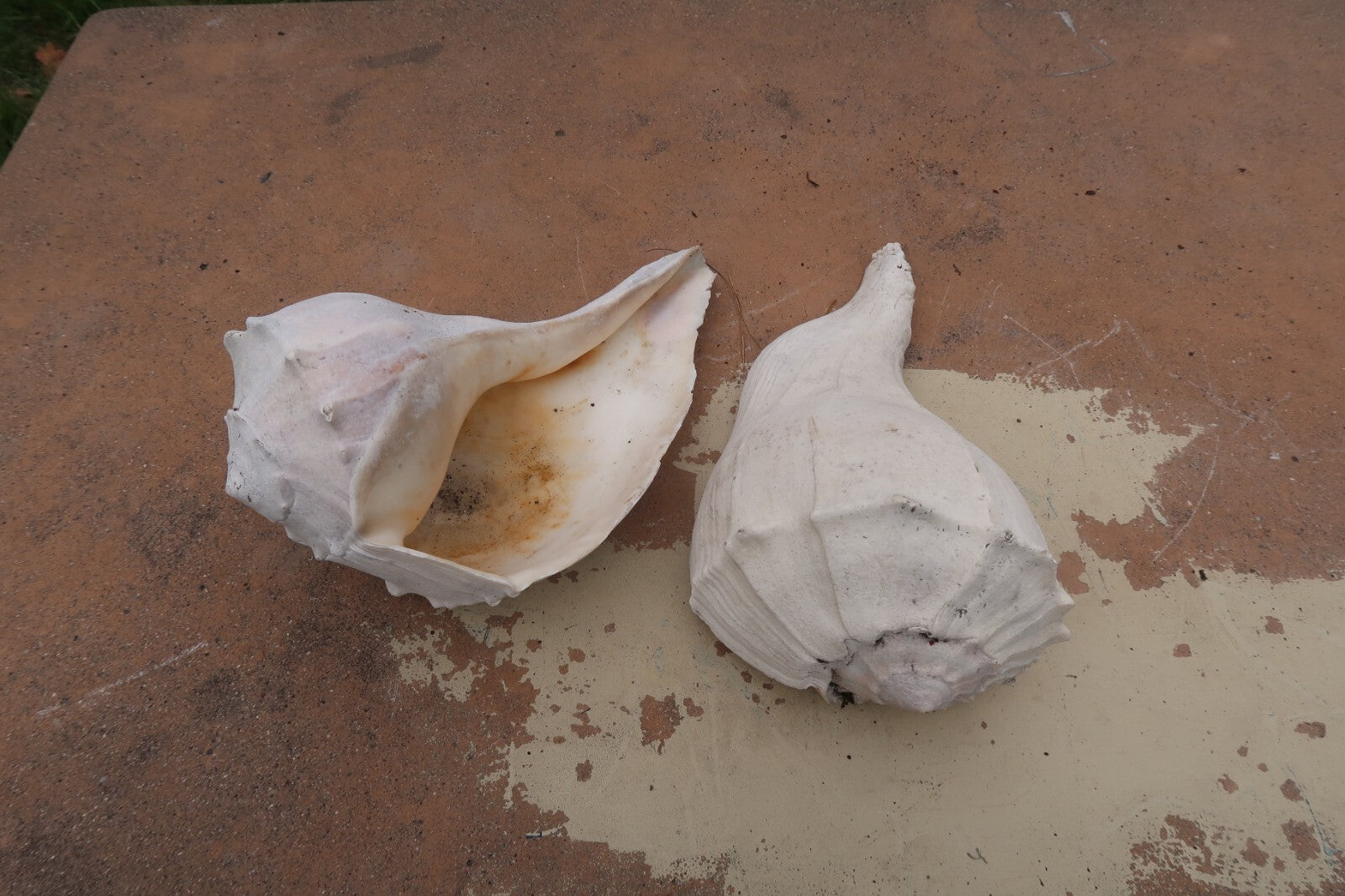 Set of 2  Conch Sea Shell Weathered Garden Decor 14" L
