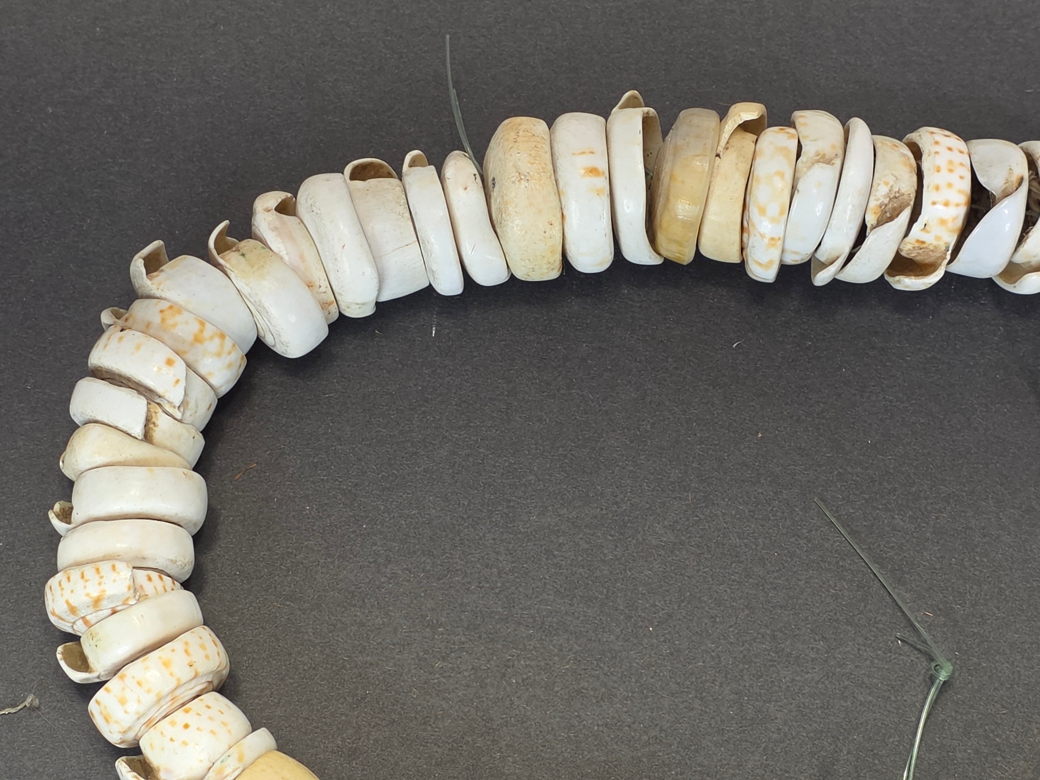 Antique 1880s-1920s Papua New Guinea Shell Currency Necklace Lot Kula Conus Naga