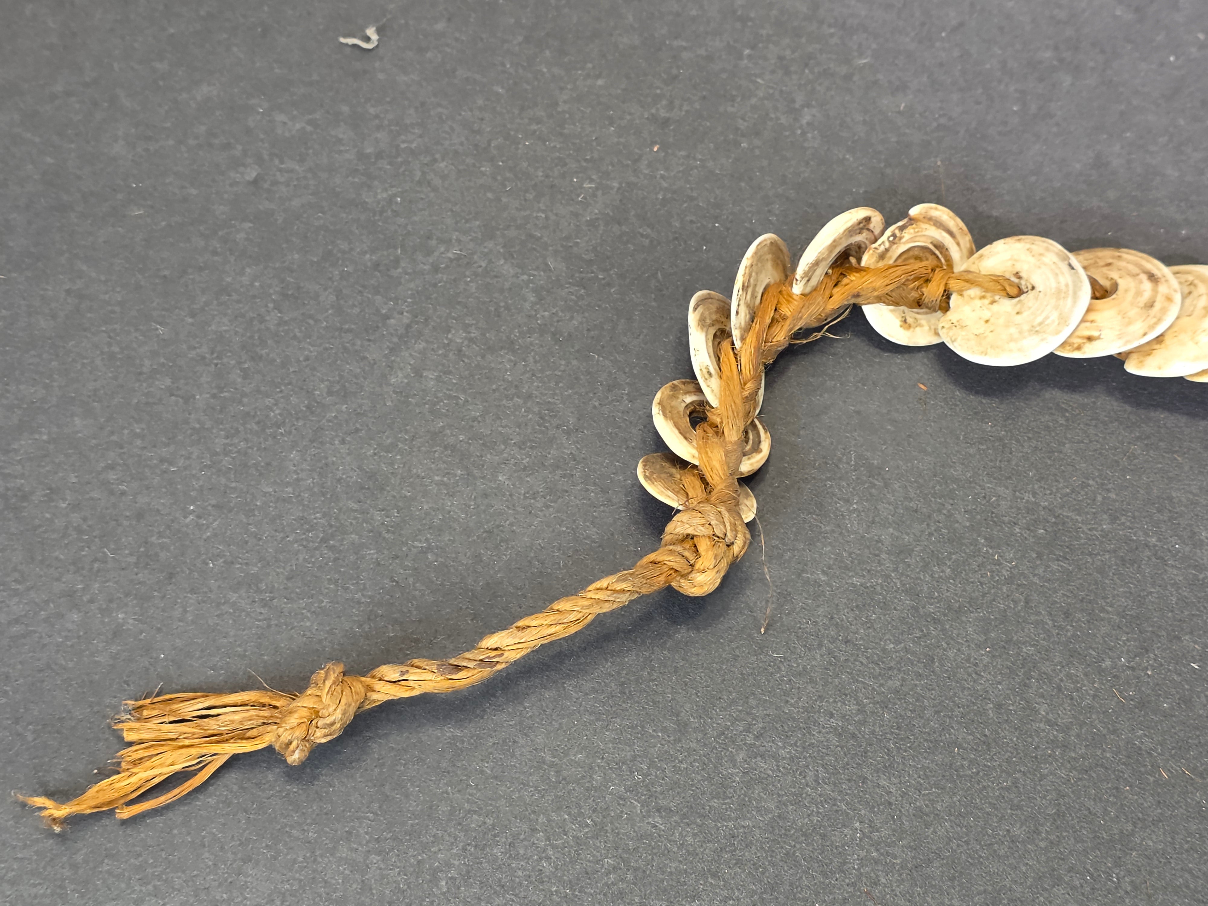 Antique 1880s-1920s Papua New Guinea Shell Currency Necklace Lot Kula Conus Naga