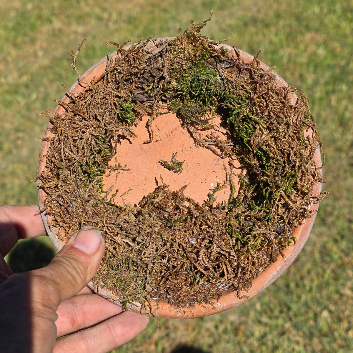 Set of 5 DeRoma Terracotta Saucer 6.25" Italy Moss Clay Planter Base Aged Vtg